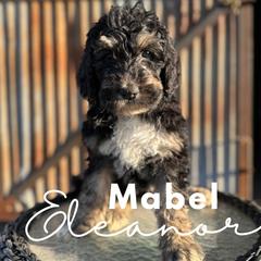 Mabel Eleanor - Saint Berdoodle puppy in Mesa, Arizona from Desert Bohunk Doodles and Branded Bullies