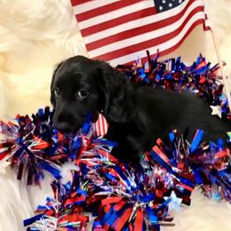 Johnny - Black male Dachshund puppy in Waynesboro, Tennessee from Owl Hollow Farm Miniature Dachshunds