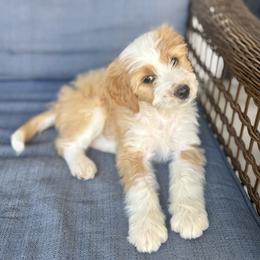 Sally - Red female Bernedoodle puppy in Springville, Utah from Oodles of Bernedoodles