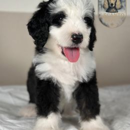 Tobler - Tri-color male Bernedoodle puppy in Lecanto, Florida from Lecanto Puppy