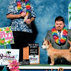 Great Danes and Portuguese Podengo Pequenos from GrinerDanes