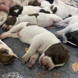 German Shorthaired Pointer Puppies from Thunder Mountain Gun Dogs