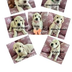 Goldendoodle Puppies from Hani's family