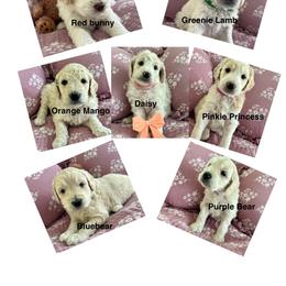 Goldendoodle Puppies from Hani's family
