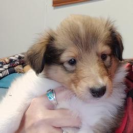 Lady Aisling - Sable merle and white female Collie puppy in Elmhurst, Illinois from Stacey's Collies