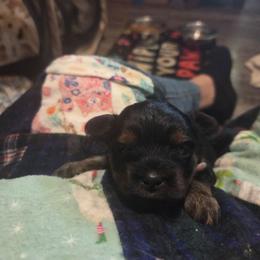 WILLOW - Black and gold female Yorkshire Terrier puppy in Toledo, Ohio from Yorkies
