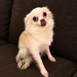 Summer - Chihuahua