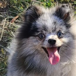 Papparazzi - Pomeranian