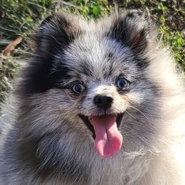 Papparazzi - Pomeranian