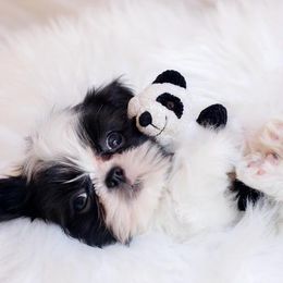 Shih Tzu Puppies from The Family Shih Tzu