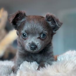 Lulu - Blue female Chihuahua puppy in Brooklyn, New York from ,, Vajda” chihuahua club