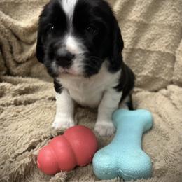 Raven - Black and white female English Springer Spaniel puppy in Clear Lake, South Dakota from Coteau Springers