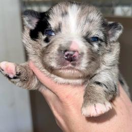 Hollis - Blue merle female Miniature Australian Shepherd puppy in Patterson, North Carolina from DreamLine Aussies