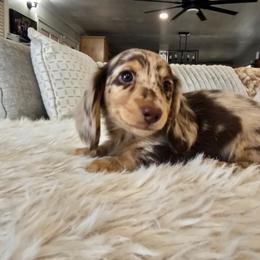 Trevor - Dapple male Dachshund puppy in Price, Utah from Stone Kennels