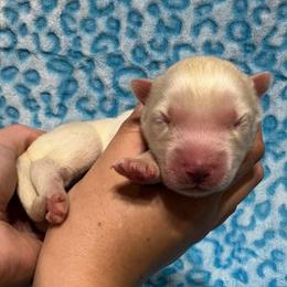 AKC Rio - White male Siberian Husky puppy in Centreville, Maryland from Huskies By the Bay