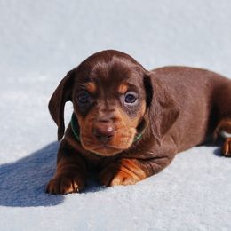 AKC Hulk - Chocolate and tan male Dachshund puppy in Billings, Missouri from Bundles of Joy