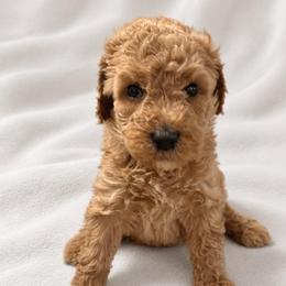 Dark pink girl - Red  female Goldendoodle puppy in Vian, Oklahoma from Dog Days Doodles
