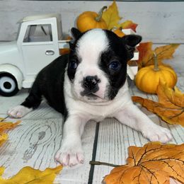 Boston Terrier Puppies from AC DC Boston Terrier’s
