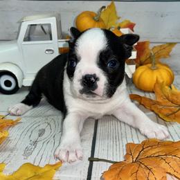 Boston Terrier Puppies from AC DC Boston Terrier’s