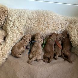 Goldendoodle puppies from Golden Paws Farm