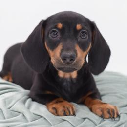 Daisy AKC - Black and tan female Dachshund puppy in Coweta, Oklahoma from Sunnyside Dachshunds