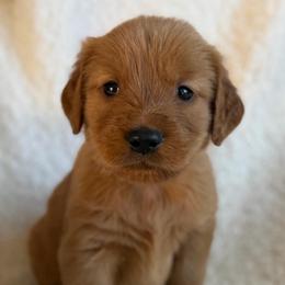 Hickory - Boy - Dark golden male Golden Retriever puppy in La Verne, California from 4LoveofGoldens