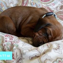 Teal Boy - Red male Redbone Coonhound puppy in Shreveport, Louisiana from BAFERD Kennels