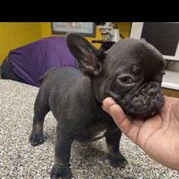 French Bulldog Puppies from Silver Spoon French Bulldogs