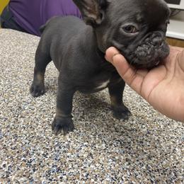 French Bulldog Puppies from Silver Spoon French Bulldogs