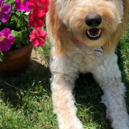 Goldendoodles from Bunker Doodles