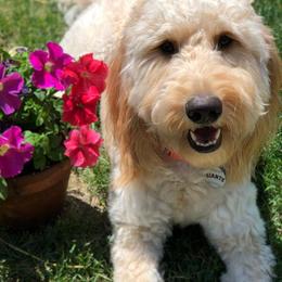Goldendoodles from Bunker Doodles