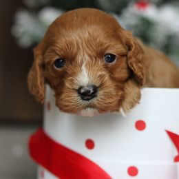Cavapoo Puppies from Cavakennels.pnw