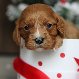 Cavapoo Puppies from Cavakennels.pnw