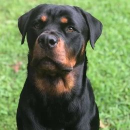 Freya - Rottweiler