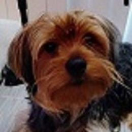 Yorkshire Terrier All Grown Up from Yorkies of the Midwest