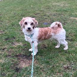 Daphne - Red female Havanese puppy in Chaska, Minnesota from Happy Paws Havanese