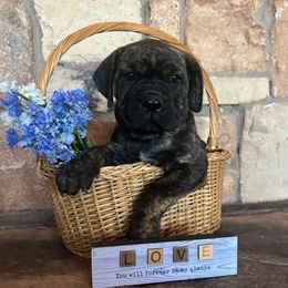 Green collar - Black brindle female Cane Corso puppy in Tucson, Arizona from Cane Corso Friends