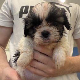 Sweet Glory - Black gold and white female Shih Tzu puppy in Ellicott City, Maryland from Dr. Dmitriy Kurenbin PURE SHIH TZU Puppies