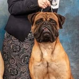 Bullmastiffs from Bullkeeper Bullmastiffs