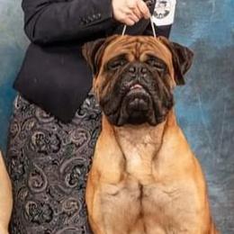 Bullmastiffs from Bullkeeper Bullmastiffs
