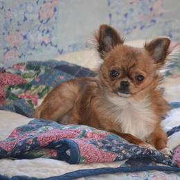Chihuahua All Grown Up from Schroeder Chihuahuas