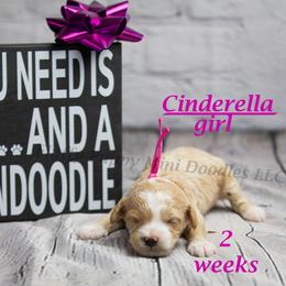 Cinderella (Pink Collar) girl - Apricot female Goldendoodle puppy in Corona, California from Fluffy Puppy Mini Doodles LLC