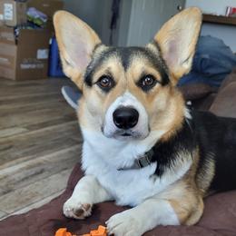 Pembroke Welsh Corgi Puppies from Dash'n Corgis of AZ