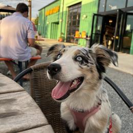Miniature Australian Shepherd Puppies from Yarborough Kennels