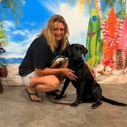 Labrador Retriever All Grown Up from Prairie State Labs