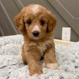 Purple girl - Apricot female Aussiedoodle puppy in Nacogdoches, Texas from Glo’s Aussiedoodles