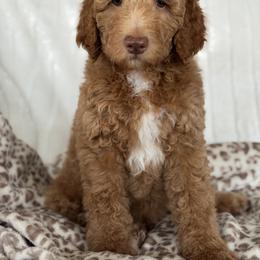 Marina - Cream female Goldendoodle puppy in Escalon, California from Miley&Co.