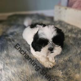 Akc  Beau  1300 vet checked - Black and white male Shih Tzu puppy in Dexter, Kentucky from Enchanting Shih tzu