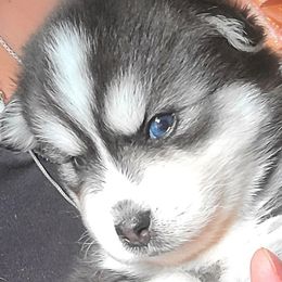 Boy 2 (Woflie) - Black and white Pomsky puppy in Norfolk, Virginia from 'Brick'House Couture Pomskies