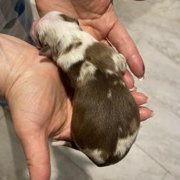 Valor - Red merle male Miniature Australian Shepherd puppy in Marysville, Washington from Garay Mini Aussies